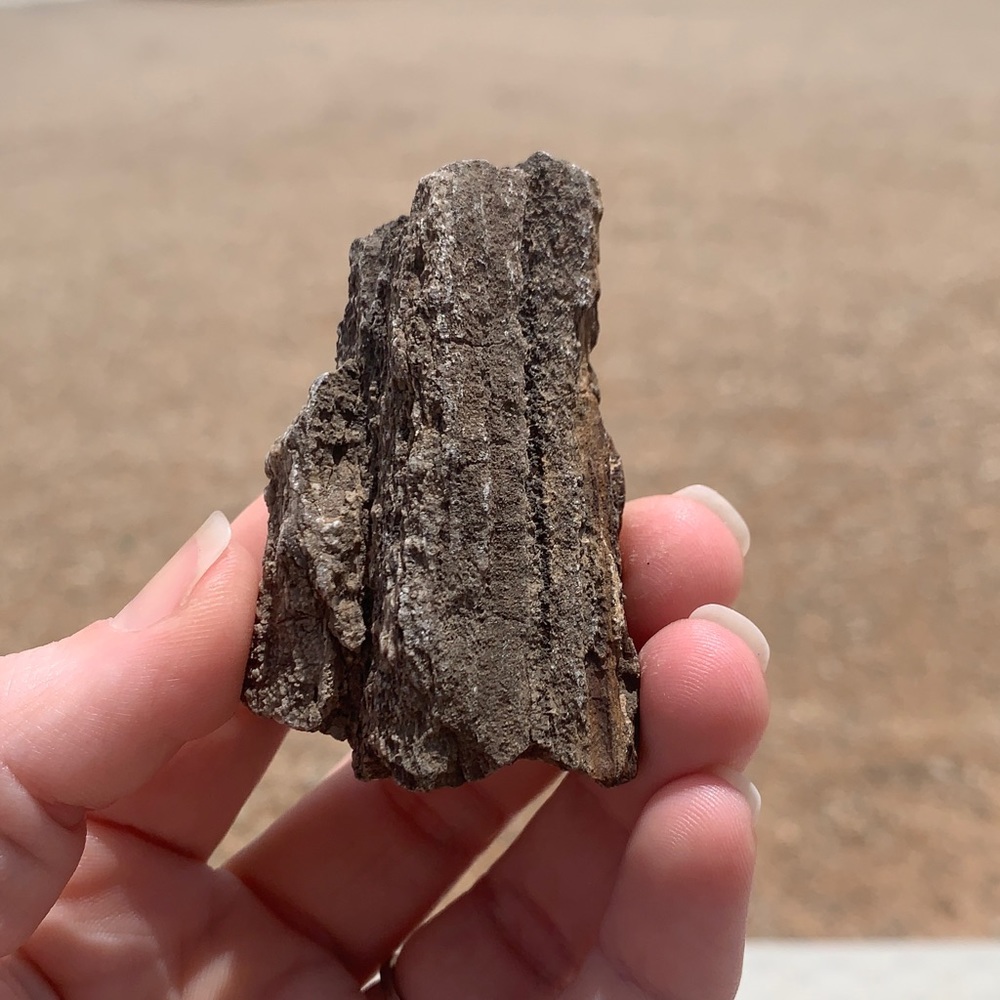 New Mexico Petrified Wood • Ancient Trees • Ancient Petrified Wood